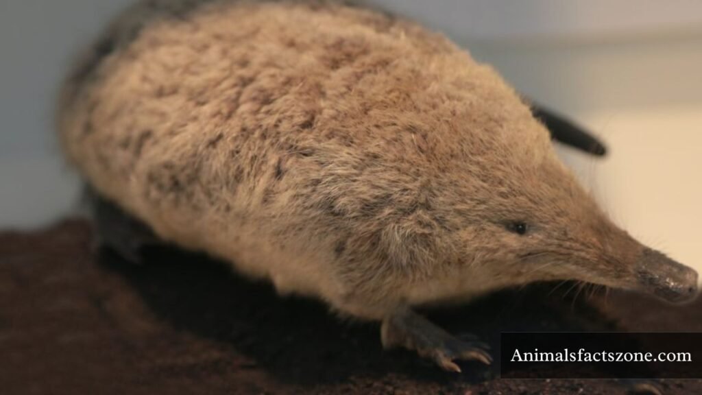 Muskrats like animals