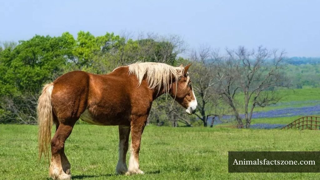 animals with muscular legs