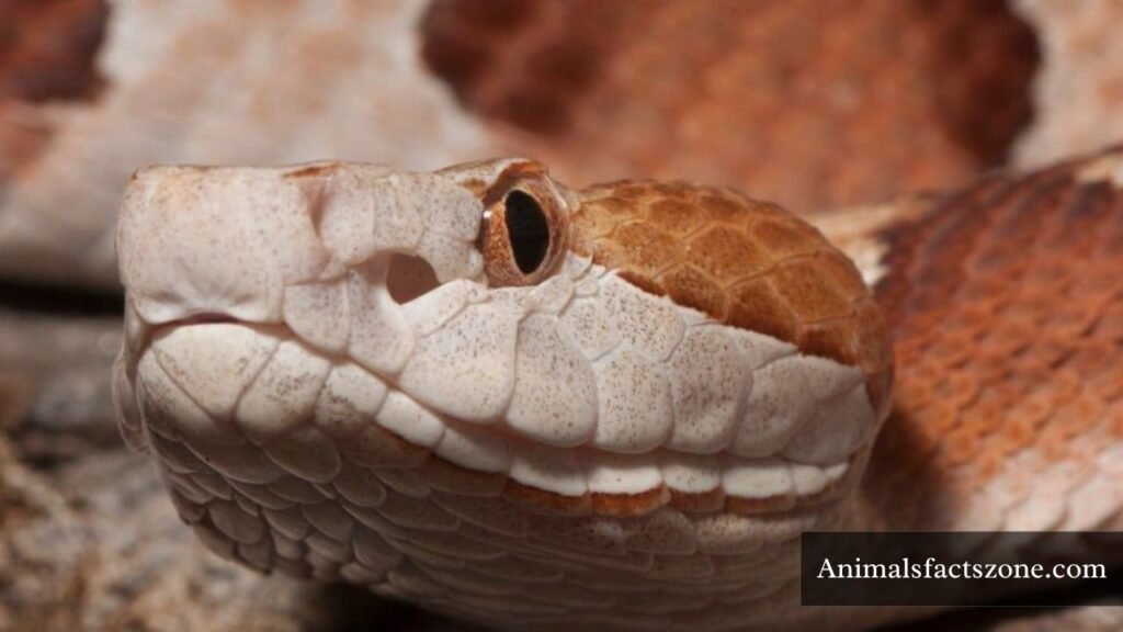 Snake with Triangular Heads