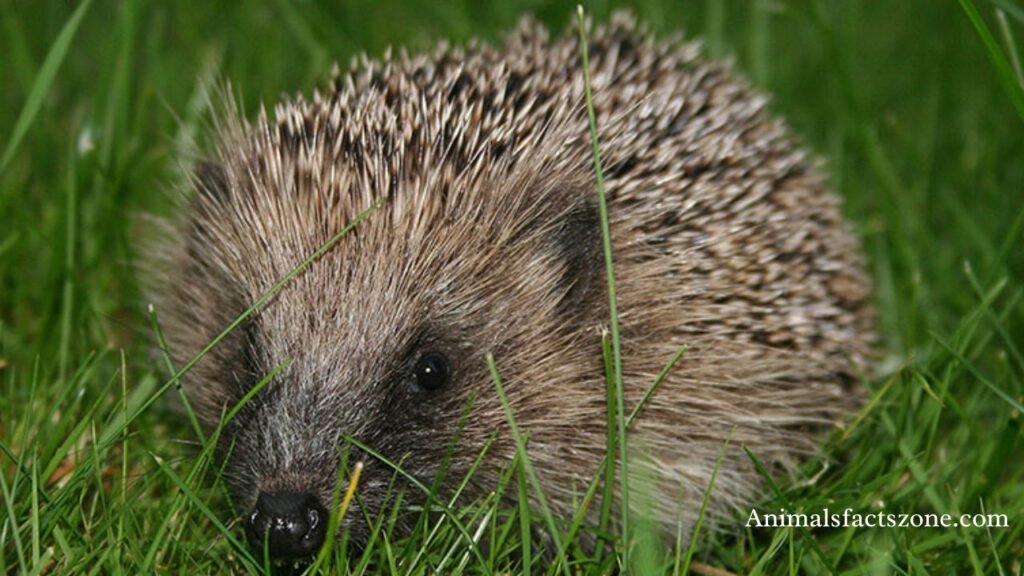 which animal sleeps the most