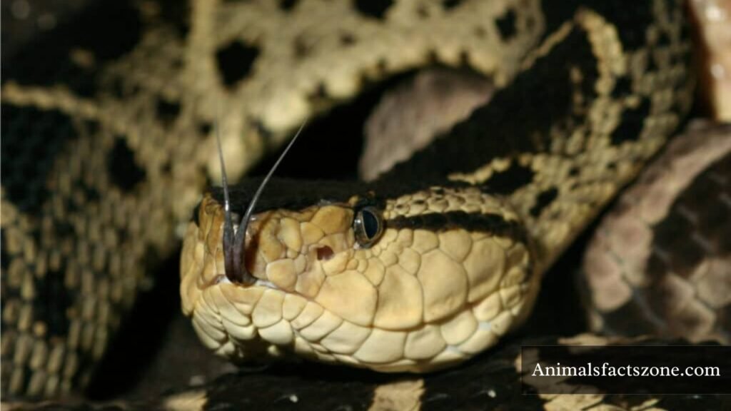 do all poisonous snakes have triangular heads