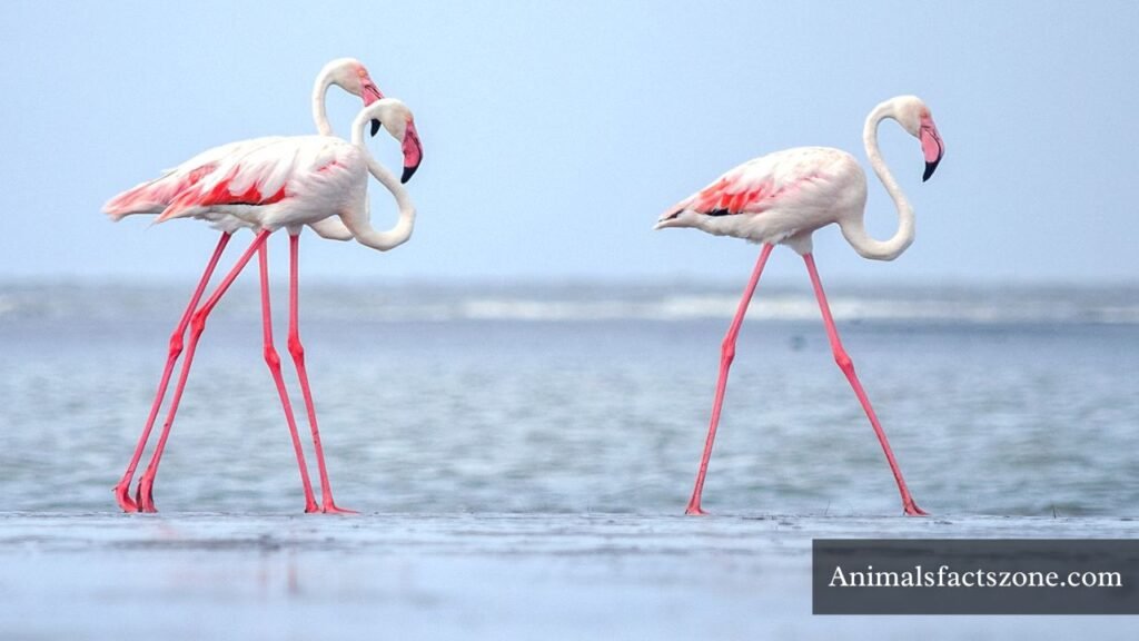 animals with big legs