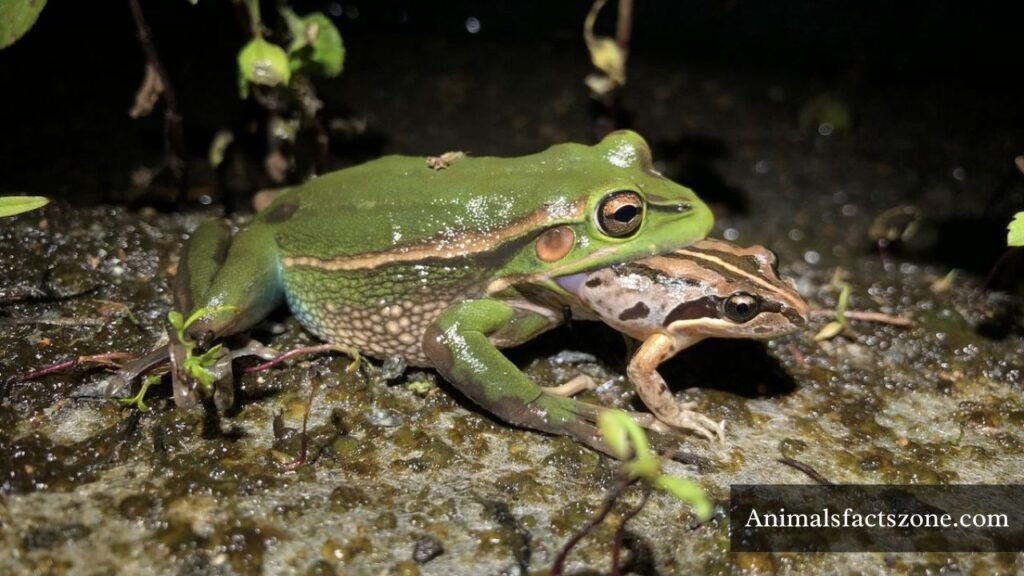 what animal eats frogs