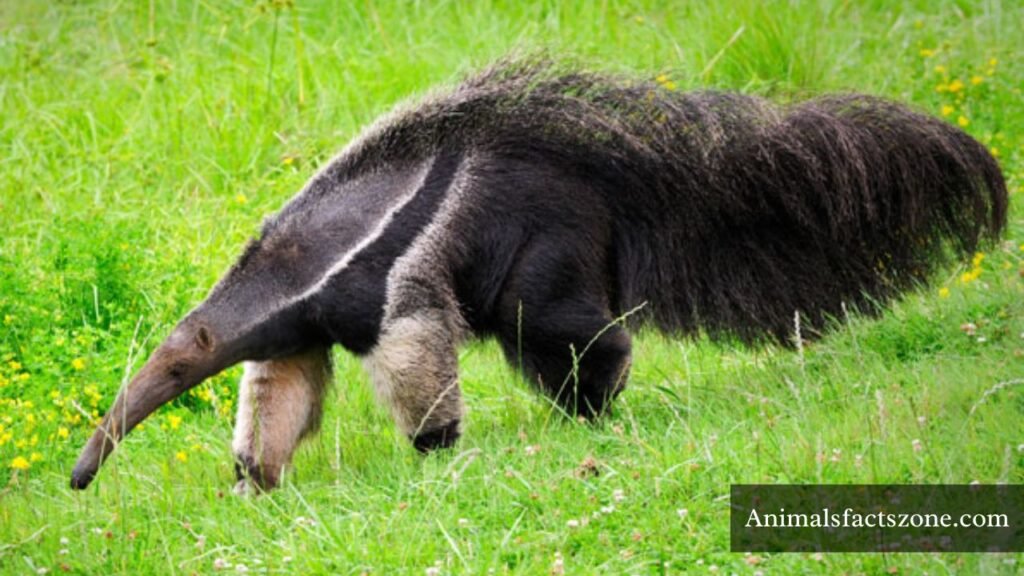 longest tail animal