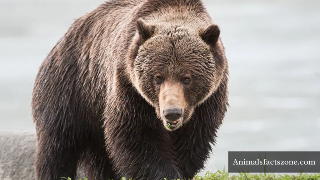 animals with thick skin