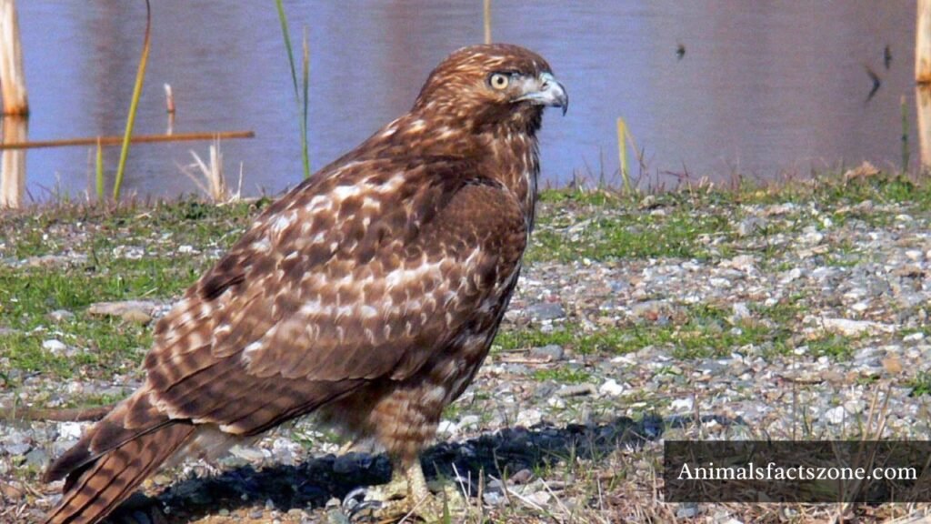 what animals do mice eat