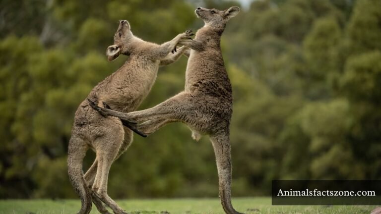 How Strong Are Kangaroos