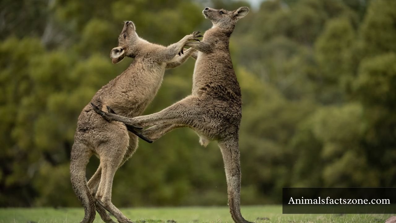 How Strong Are Kangaroos