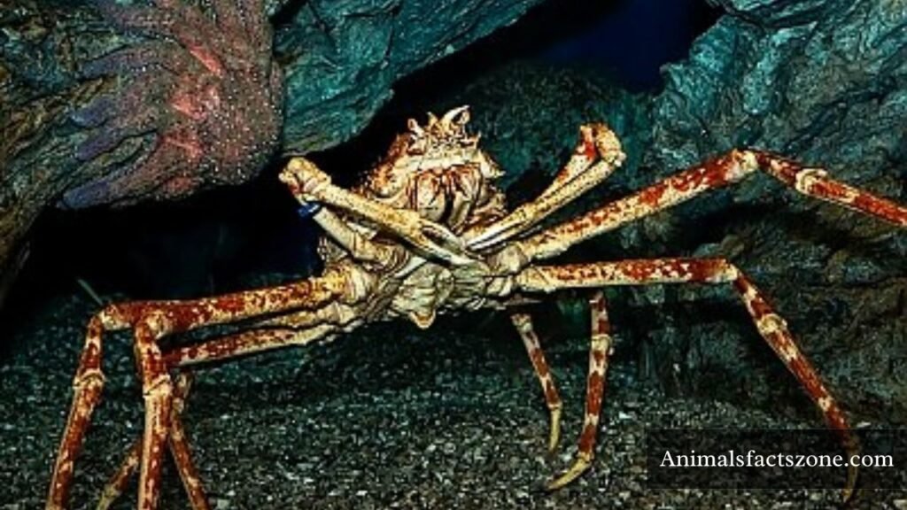 animals with long limbs