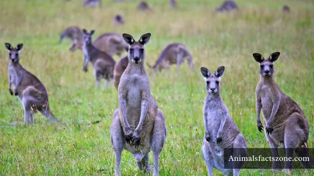 kangaroo intelligence