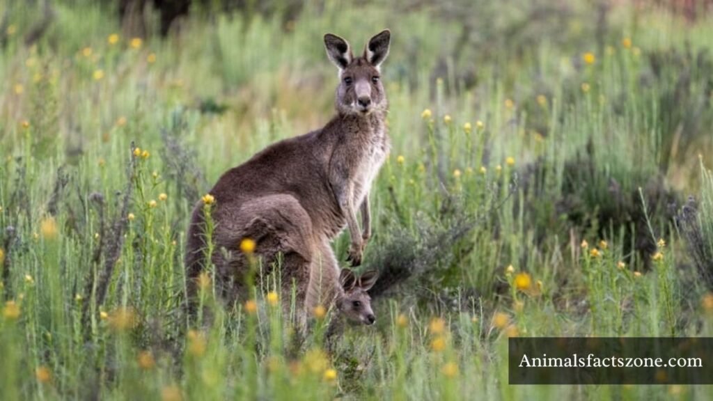 how intelligent are kangaroos