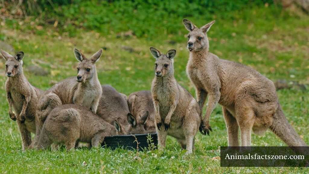 Strongest Kangaroos