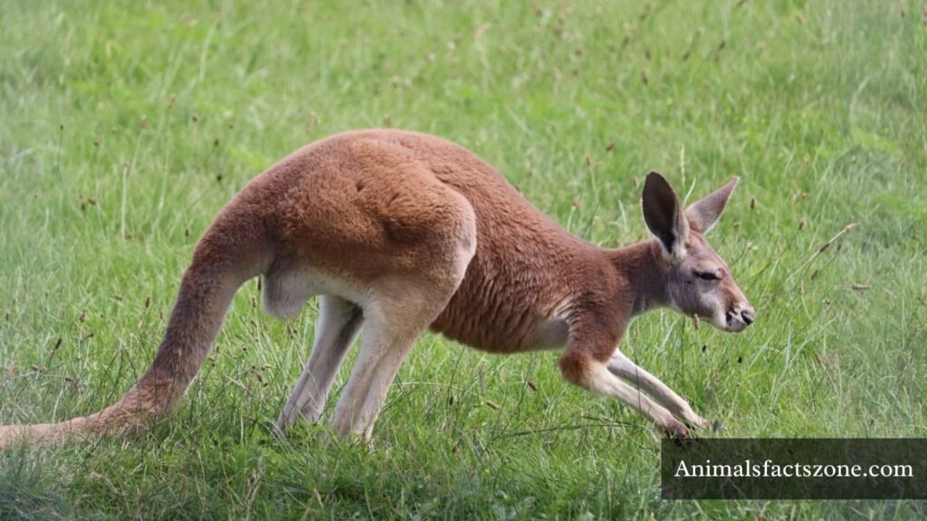 how strong are kangaroos legs