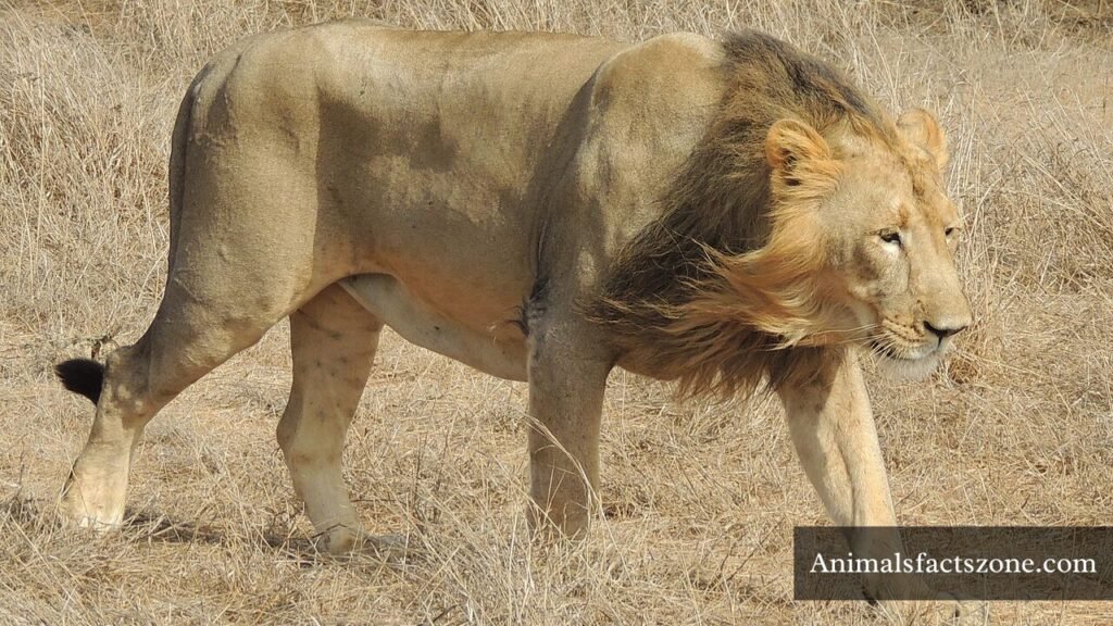 very muscular animals