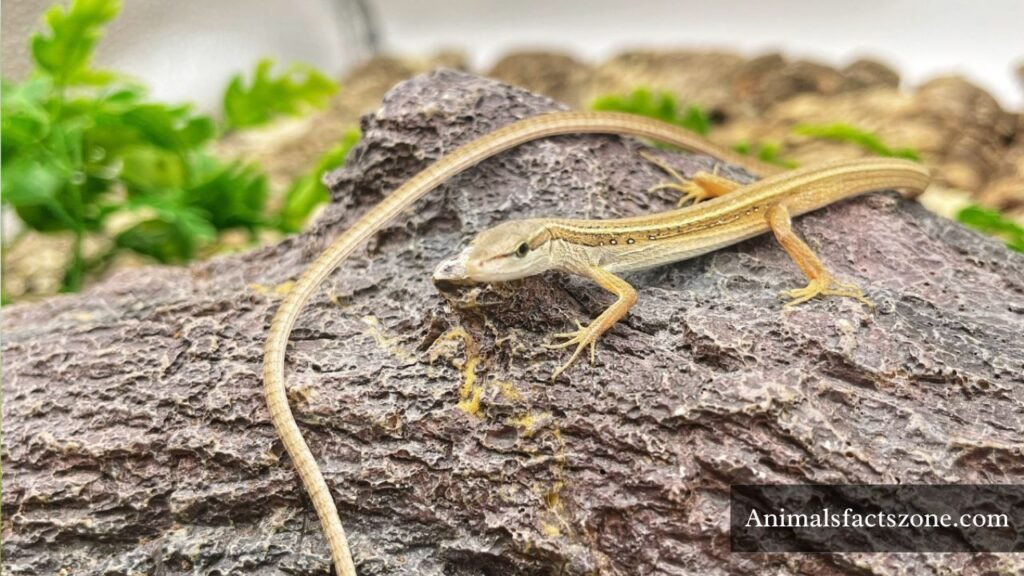 which land animal has the longest tail