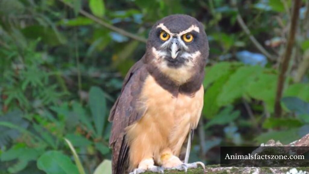 what animals eat mice