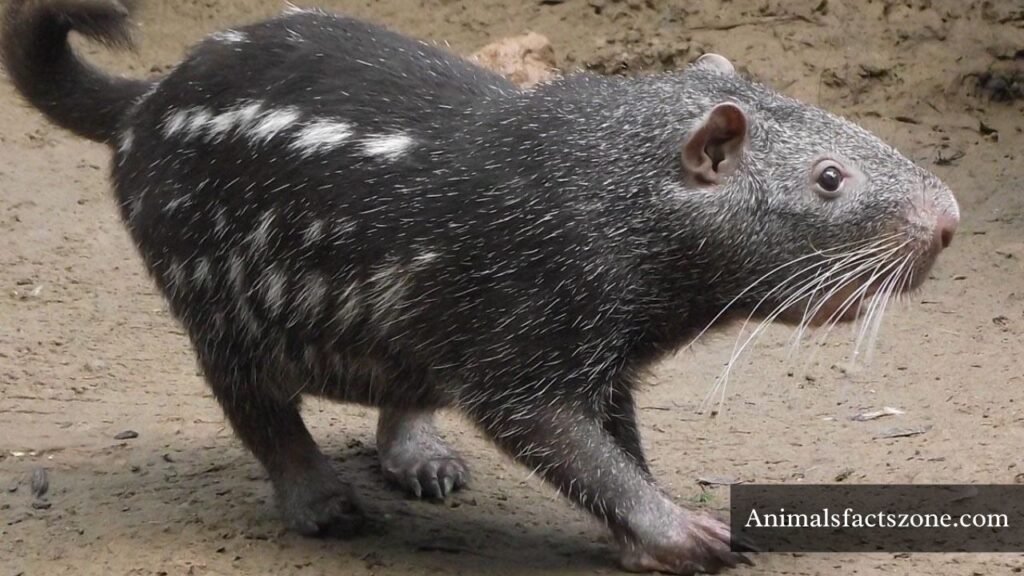 Animals similar to Muskrats