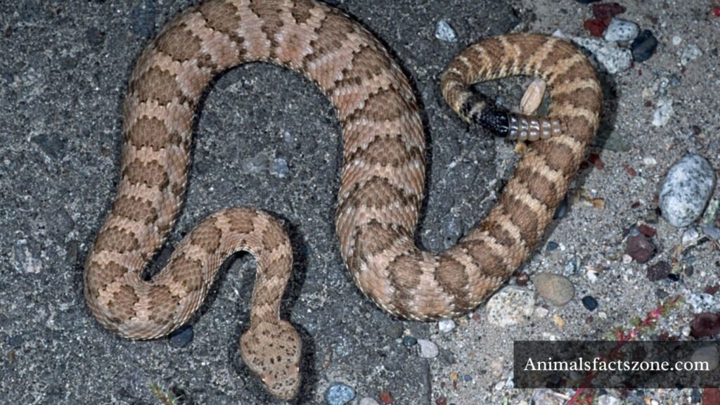 triangular head snake