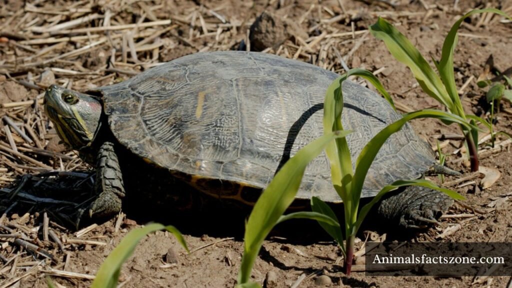 animal with hard shell