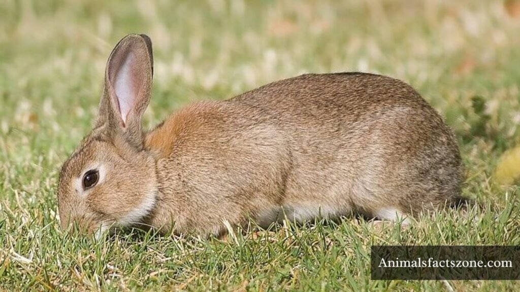 animal like a groundhog