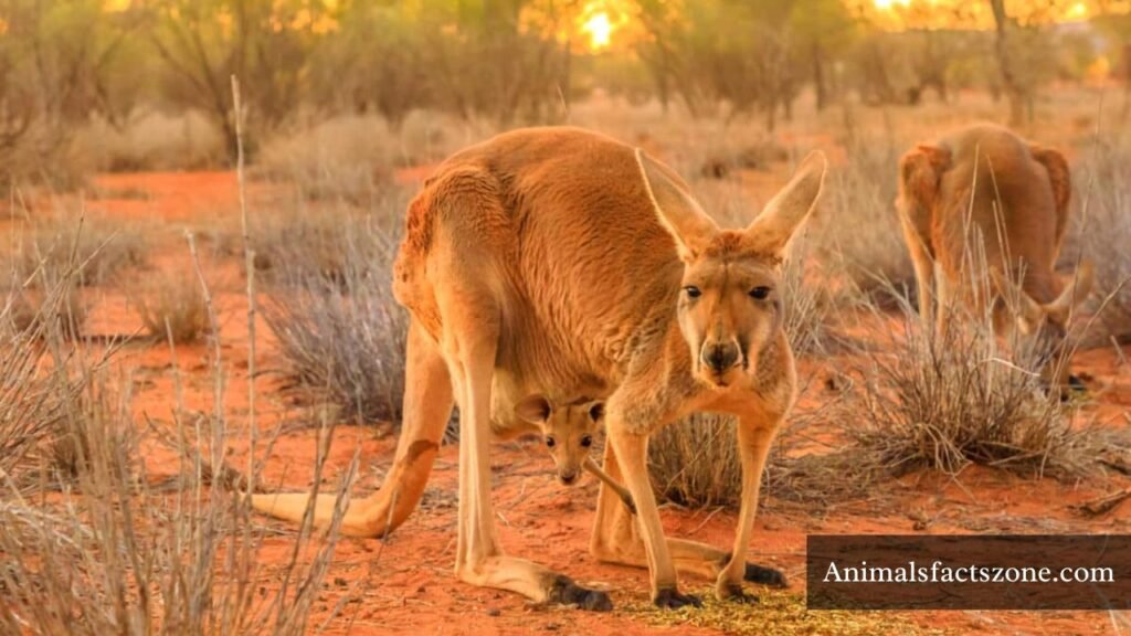 which animal has long tail