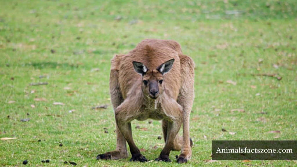 naturally muscular animals