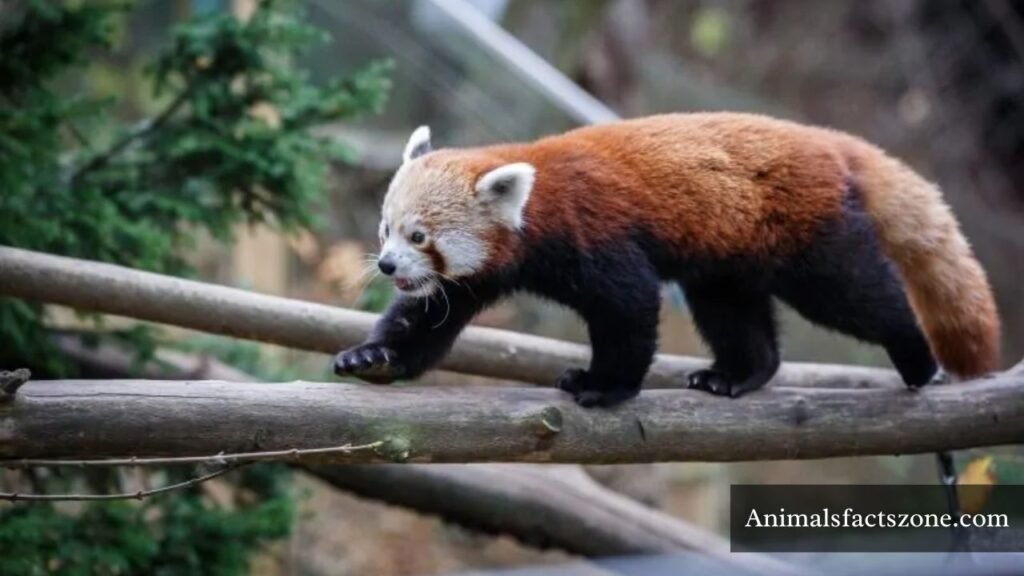 animal that looks like a raccoon with a long tail