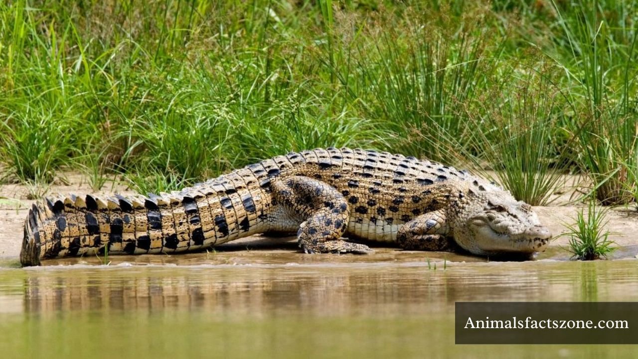 Scary Animals in The World