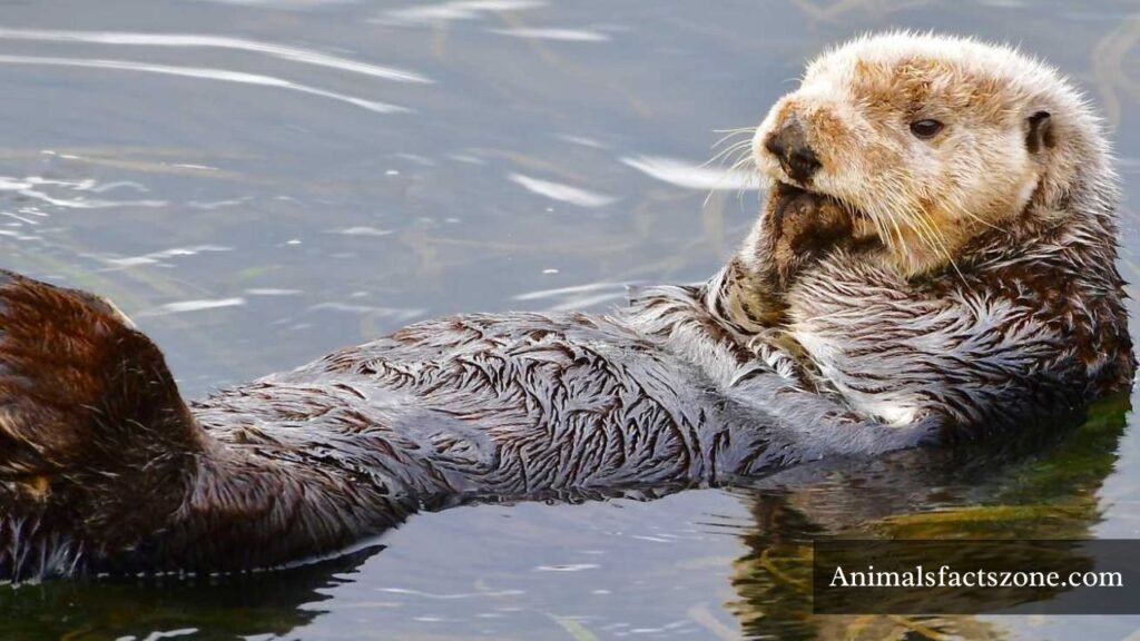 Animals that are similar to Muskrats