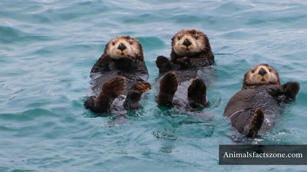 world cleanest animal