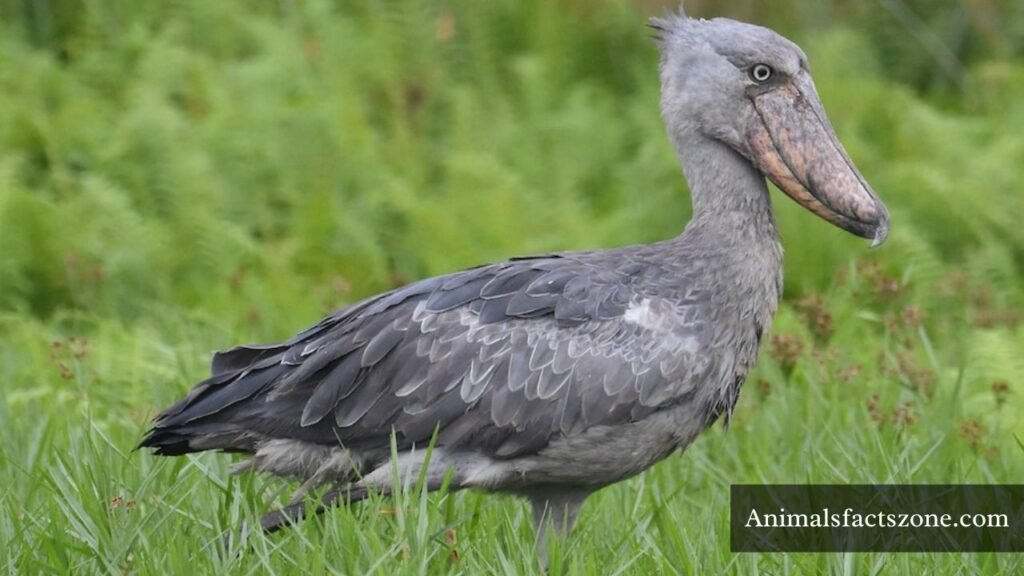 scary looking animals