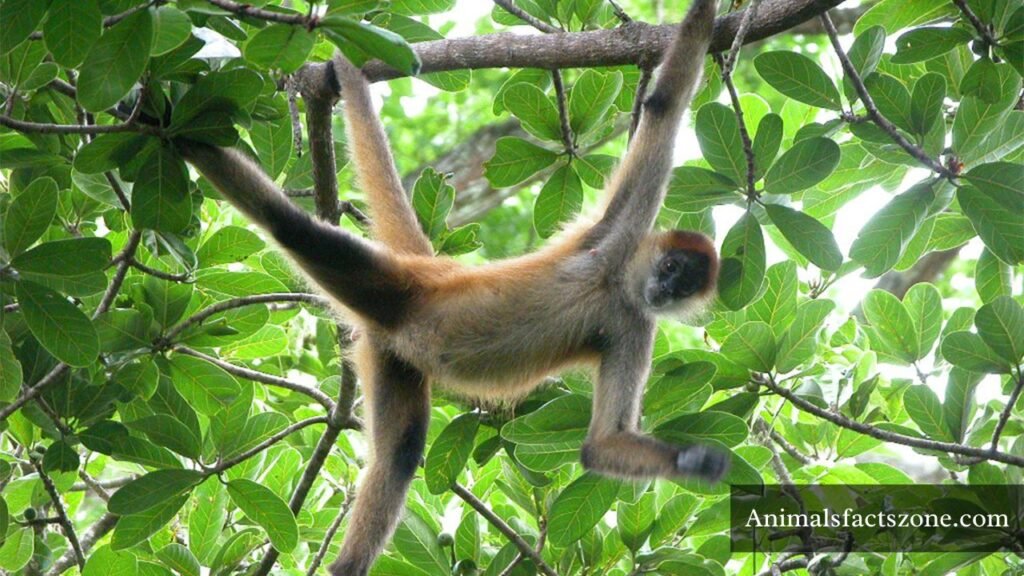 animal with a long tail