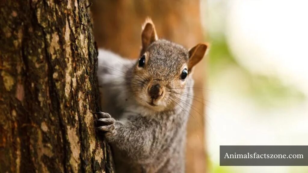 Animals that are similar to Groundhogs