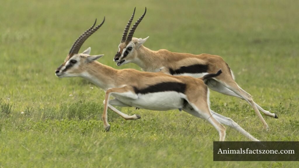 what are the most agile animals