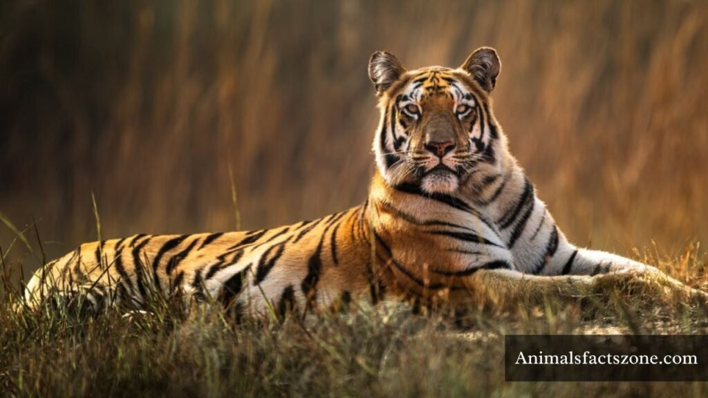 top 10 most muscular animals in the world