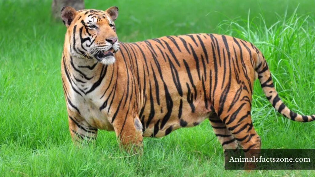 name the animal that has stripes on its body