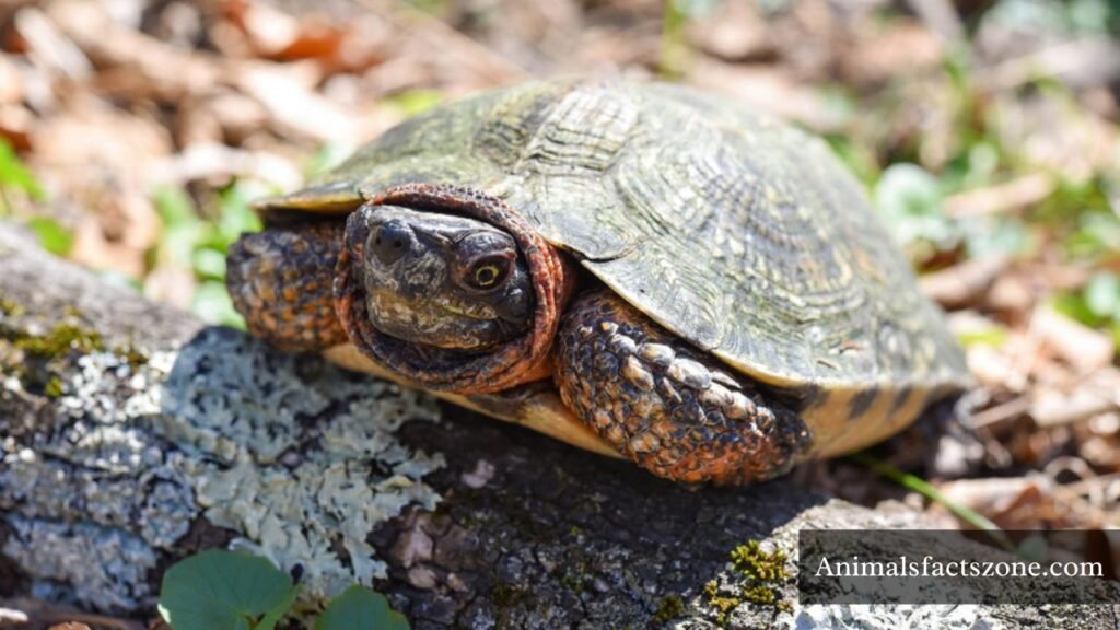 what animals eat frogs