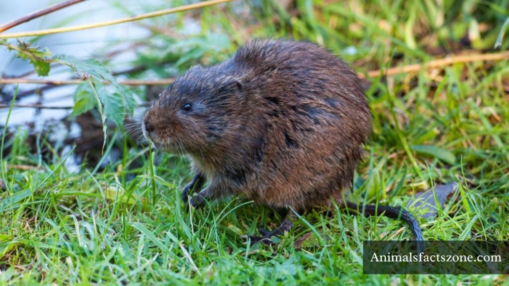 Animal similar to Muskrats