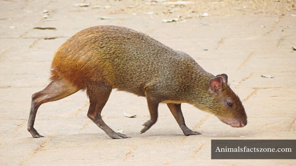 which Animal that Look Like Muskrats