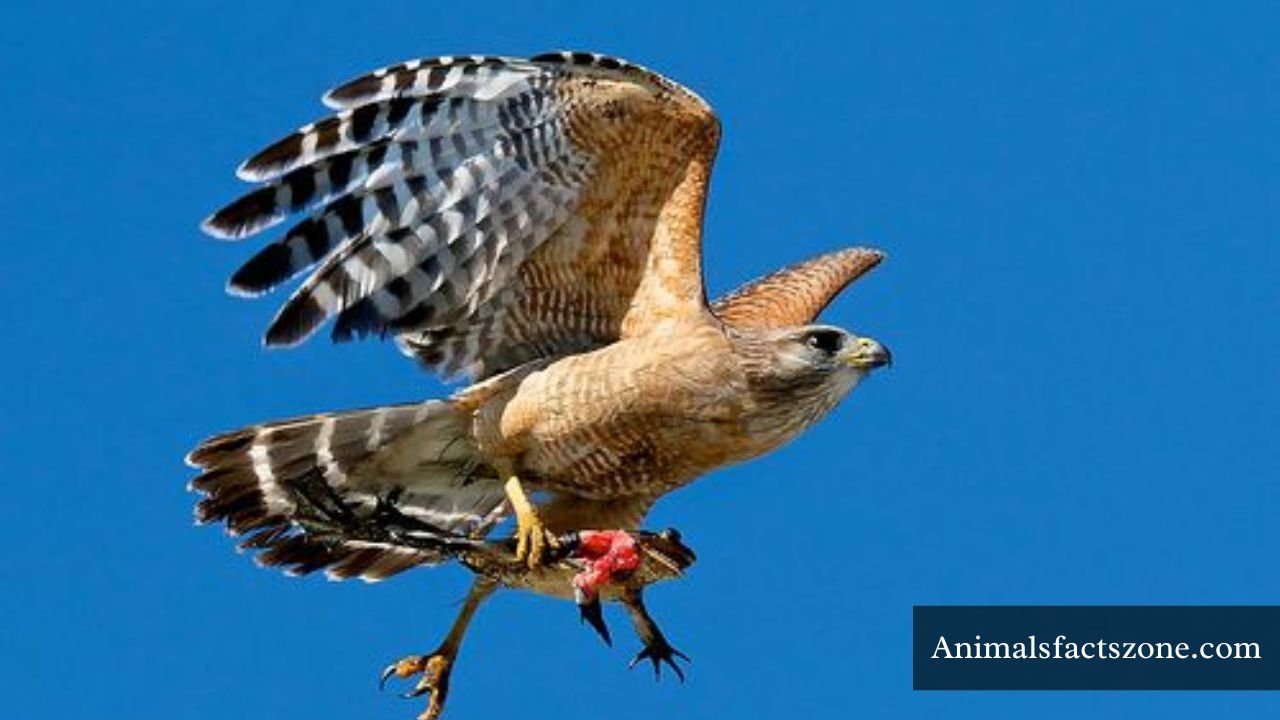 animals that eat frogs