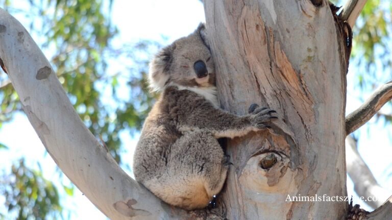 animals that sleep the most