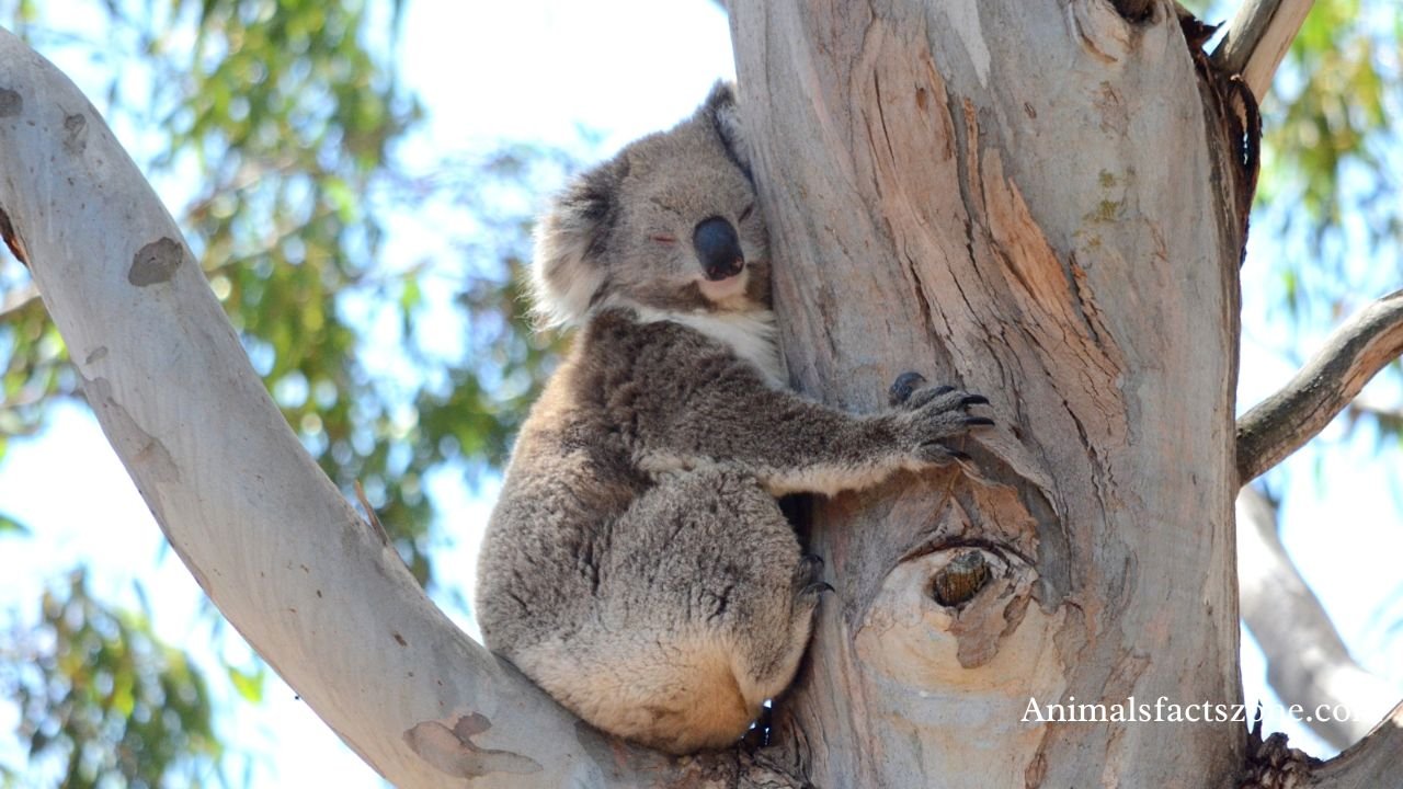 animals that sleep the most