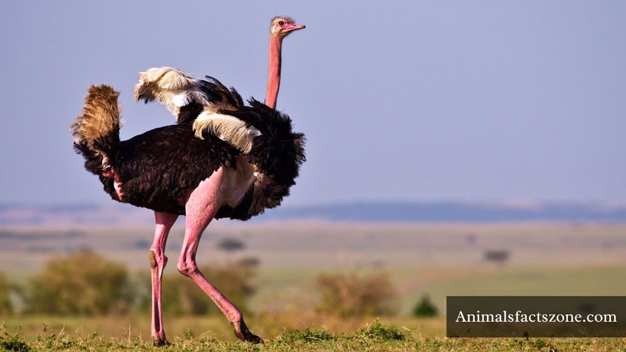 animals with long legs