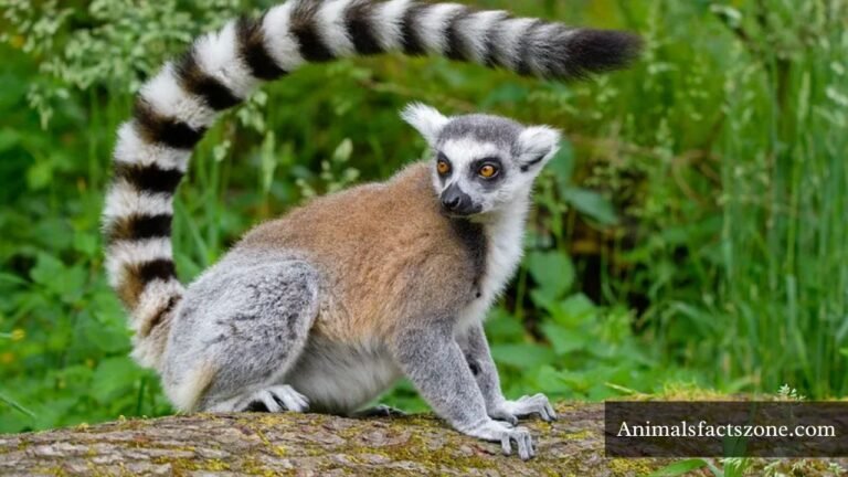 Animals with Long Tails
