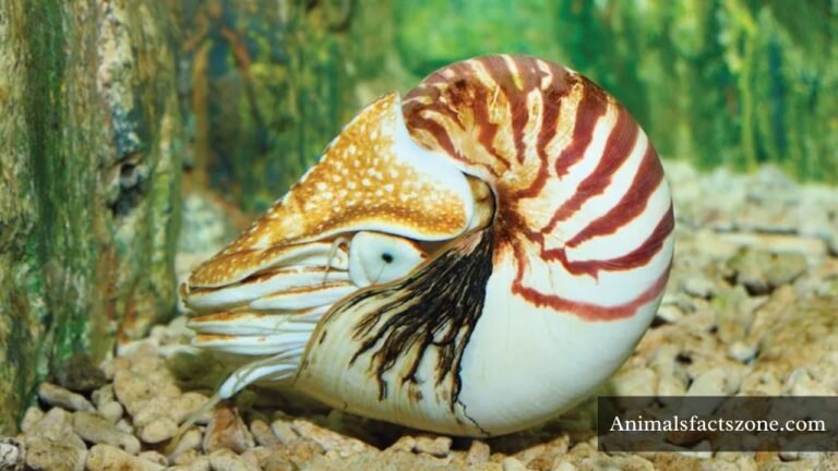 animals with shells