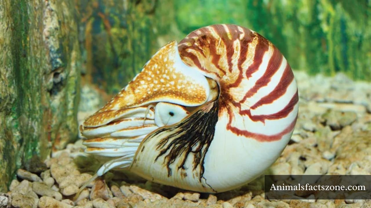 animals with shells