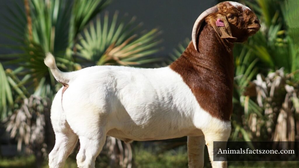 animals with muscular body