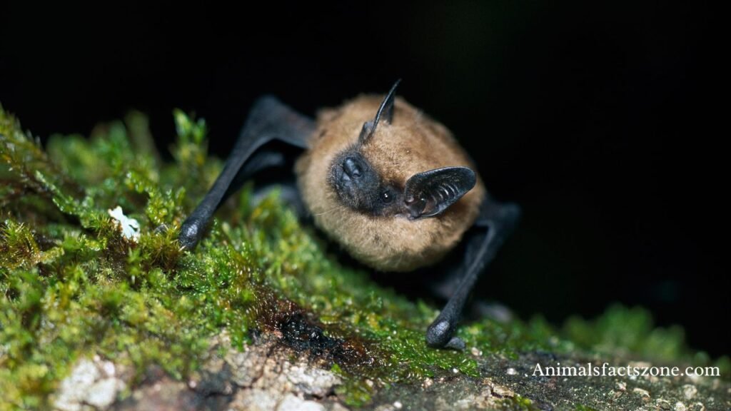 animals that sleep a lot