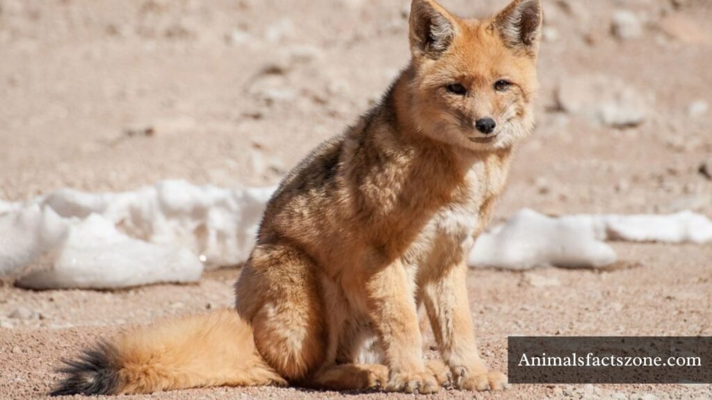 animals like fox