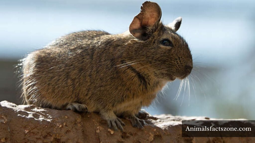 animals that look like hamsters